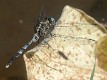 Orthetrum stemmale immature male